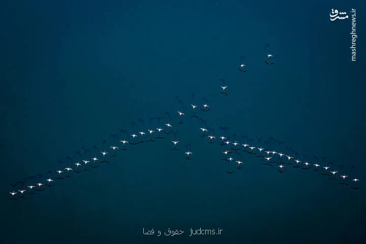 عکس، شکوه مهاجرت در دریاچه مهارلو